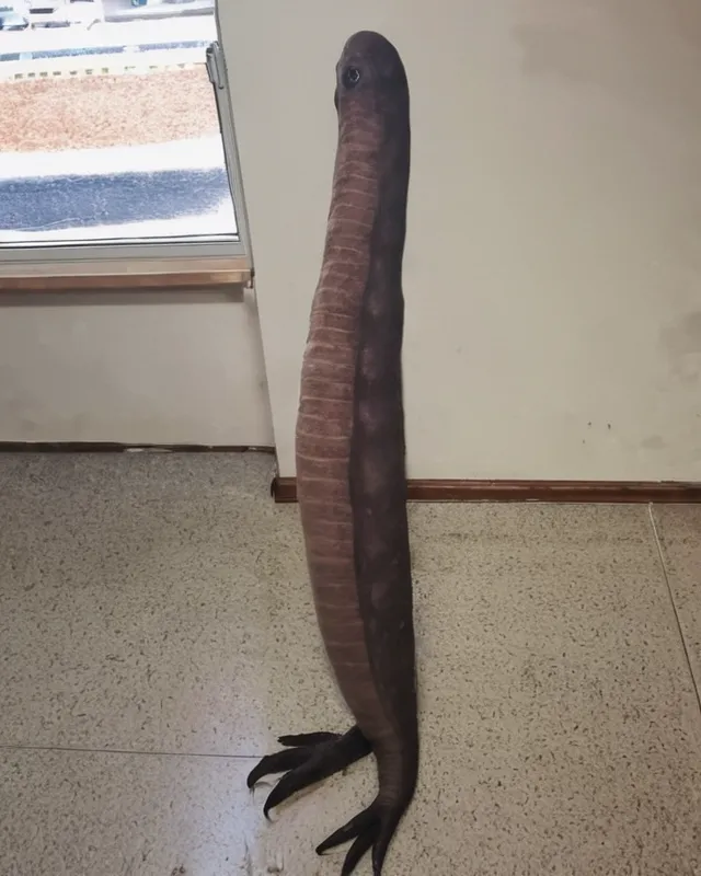 Long boi.