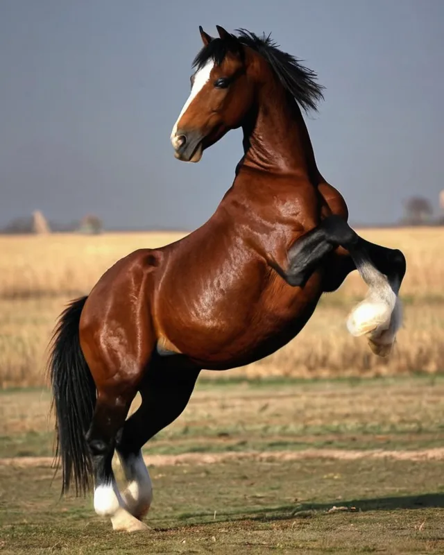 Dancing horse