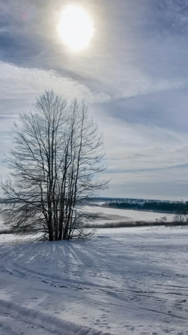 красивая белая лилия с каплями на - Free AI Photo Generator - starryai