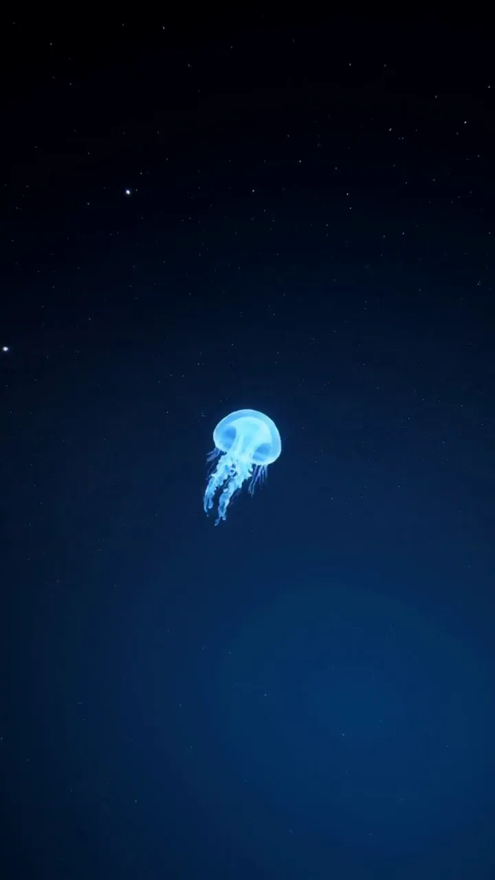 Translucent jellyfish drifting - Free AI Photo Generator - starryai